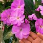 New Guinea Impatiens – Super Sonic Lavender – 8″ Hanging Basket